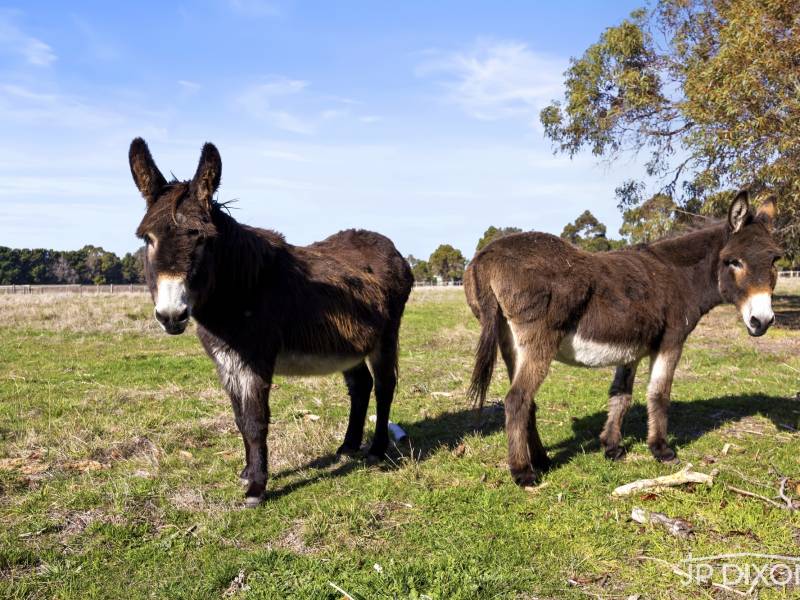 247 Coolart Road, TYABB, VIC 3913 Australia