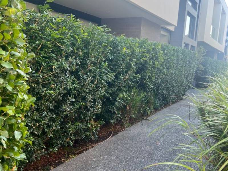 53/34 Bodley  Street, BEAUMARIS, VIC 3193 Australia